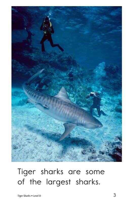 Tiger Sharks绘本故事第3页