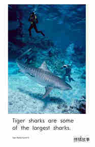 Tiger Sharks绘本故事第3页