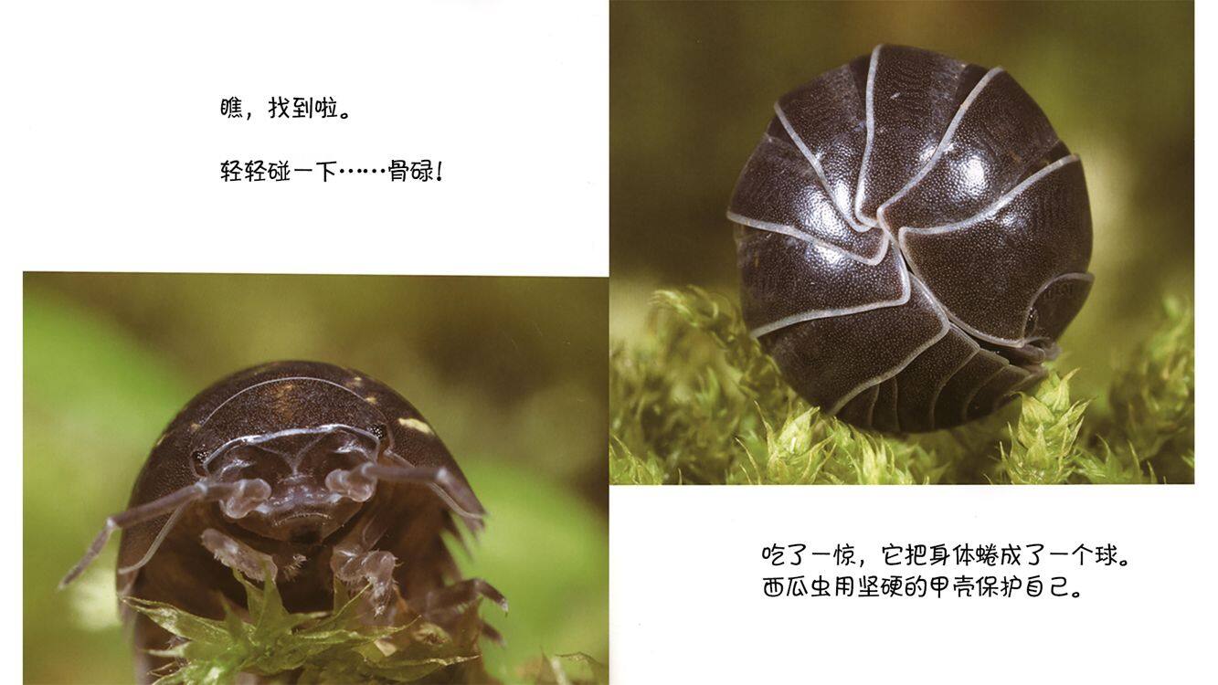 诞生了！西瓜虫绘本故事第5页