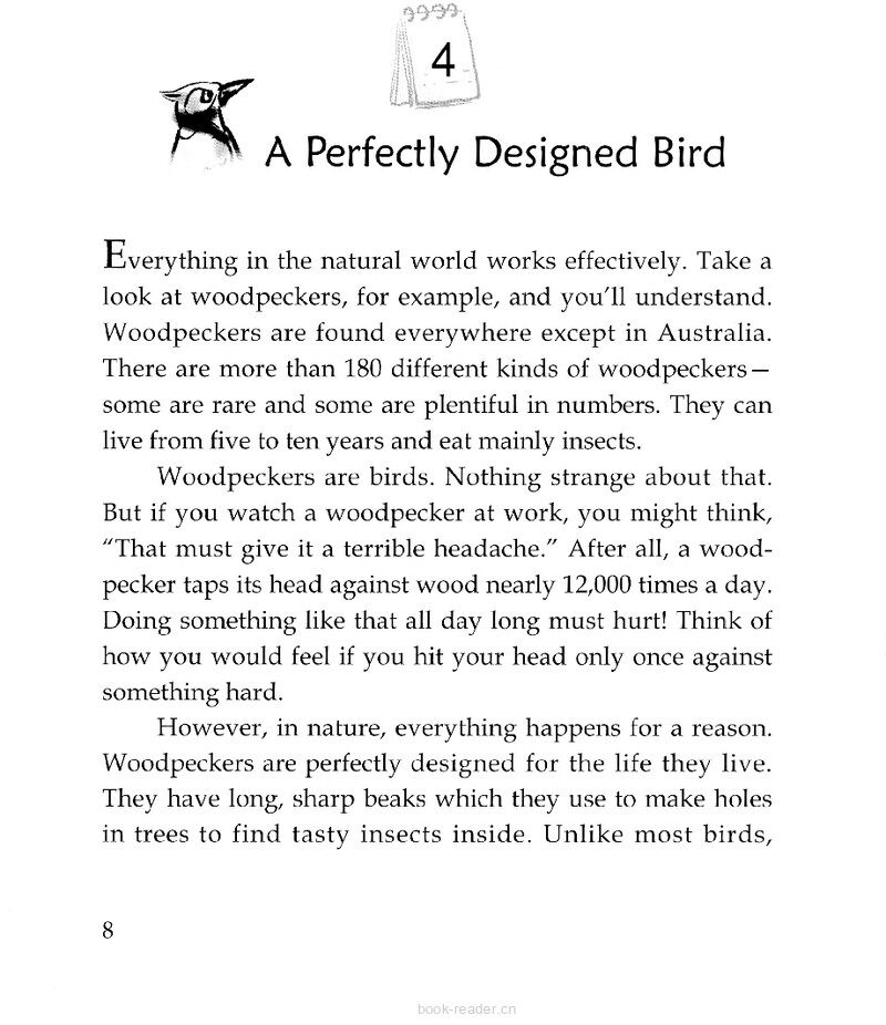 A Perfectly Designed Bird绘本故事第2页