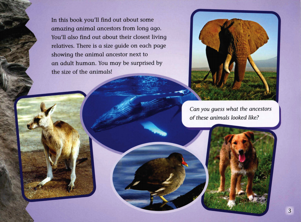 ANIMAL ANCESTORS绘本故事第4页
