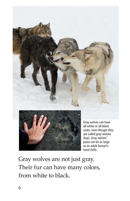 The Gray Wolf绘本故事第5页