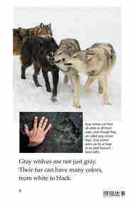 The Gray Wolf绘本故事第5页