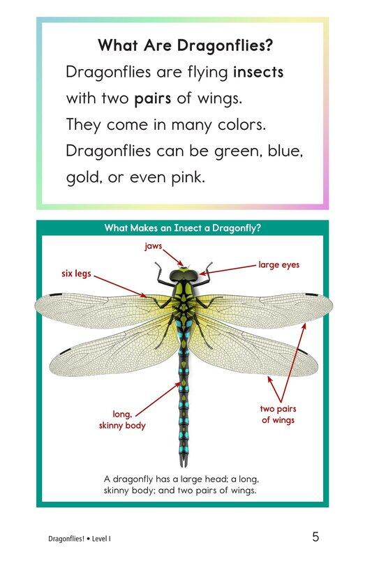 Dragonflies!绘本故事第4页