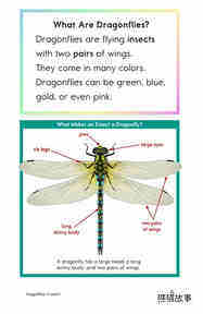 Dragonflies!绘本故事第4页