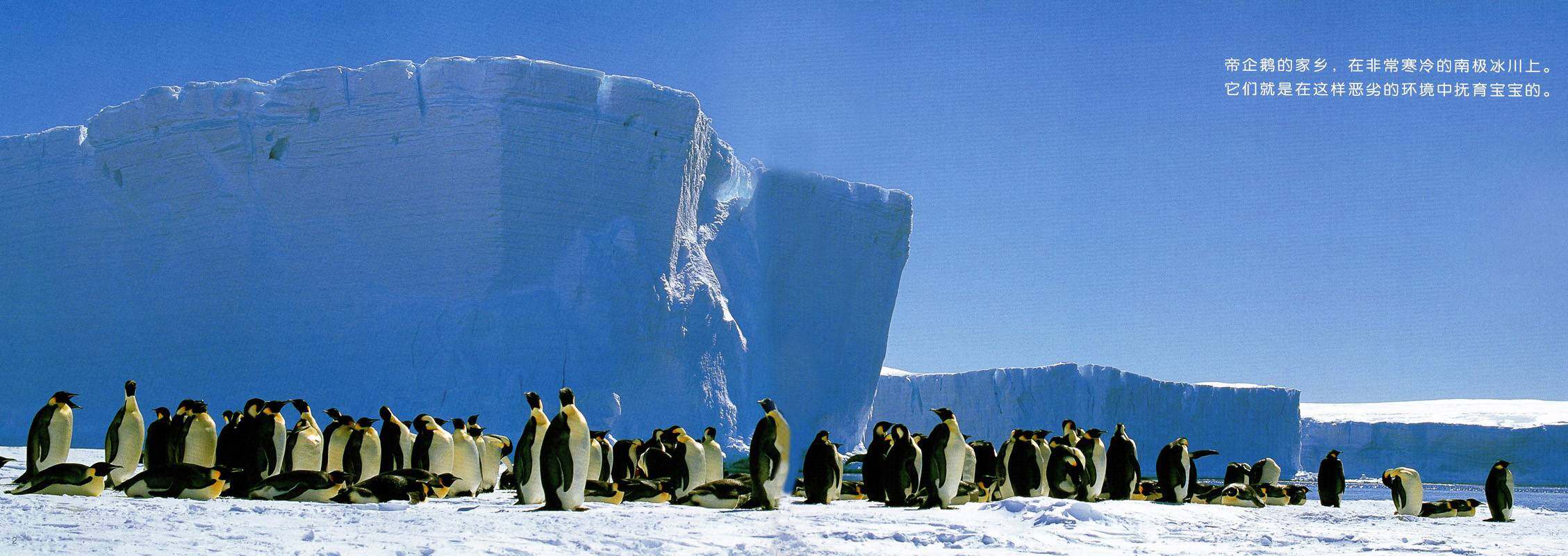 亲子绘本 帝企鹅的一家绘本故事第2页