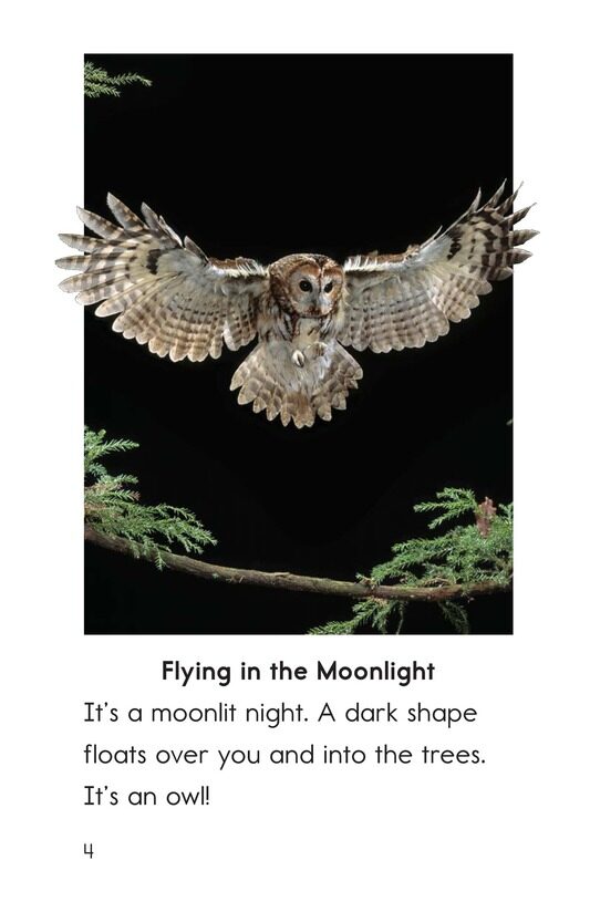 Owls Overhead绘本故事第3页