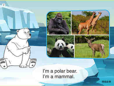 Polar Bear绘本故事第3页