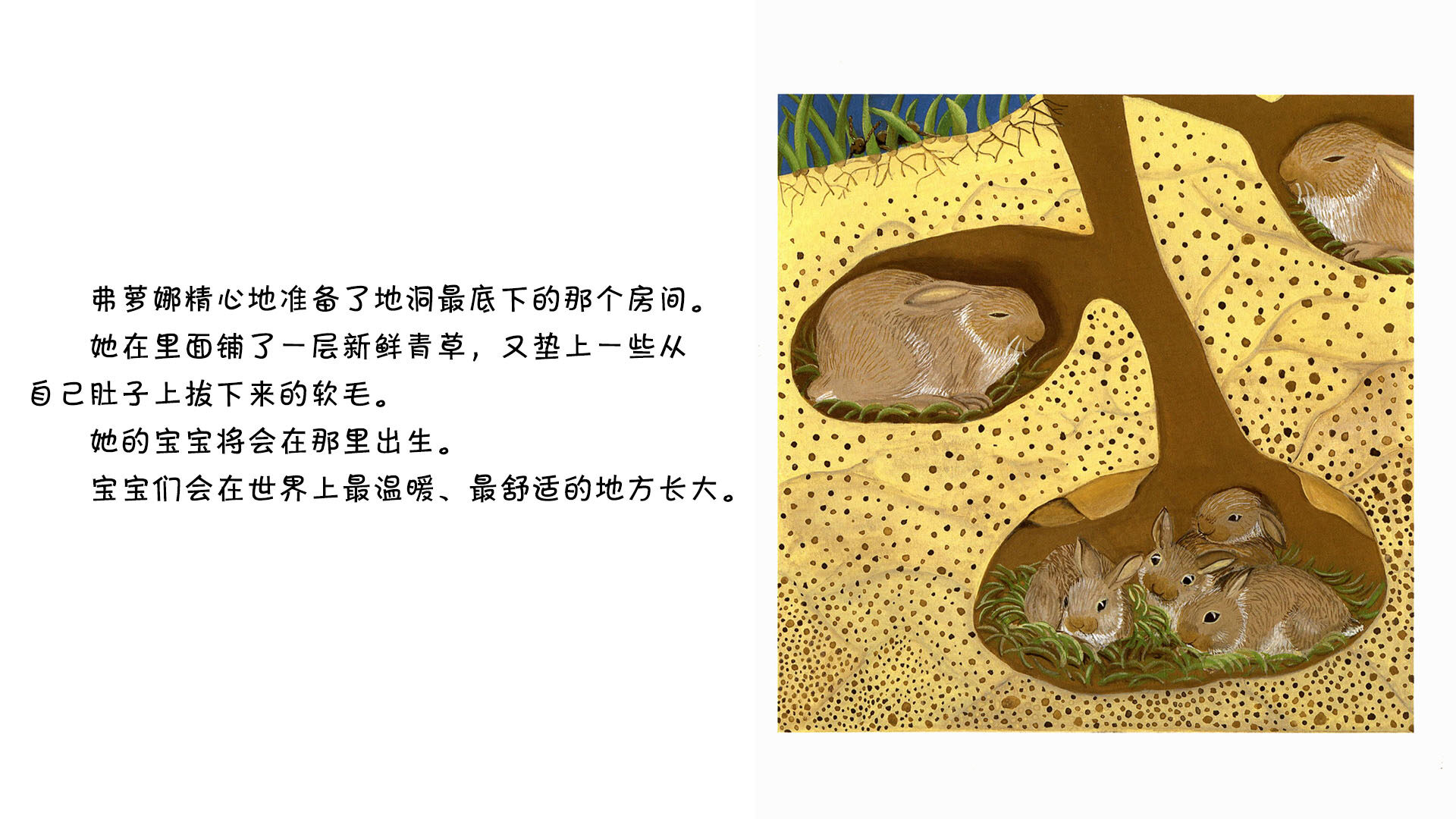 穴兔绘本故事第5页
