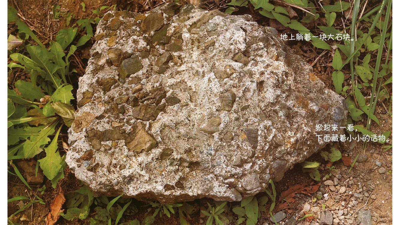 诞生了！西瓜虫绘本故事第3页