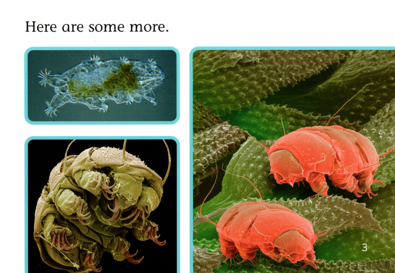 Water Bears绘本故事第4页