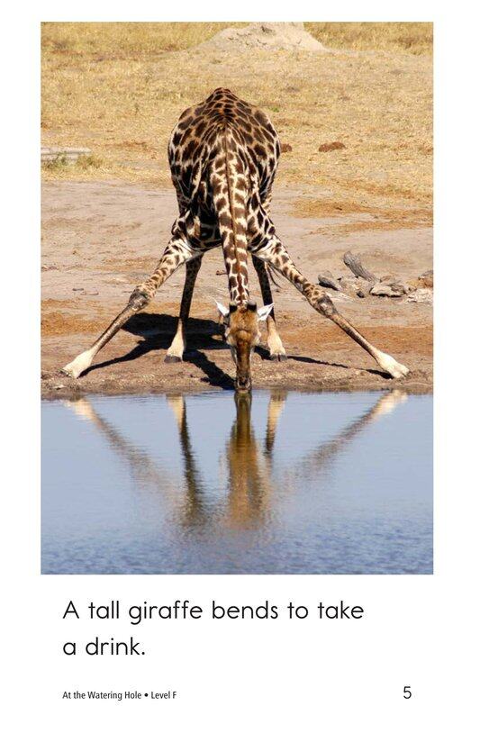 At the Watering Hole绘本故事第5页