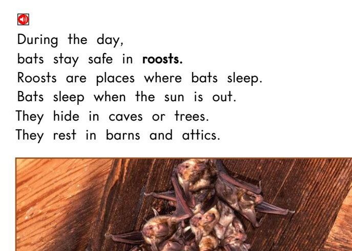 All About Bats绘本故事第4页