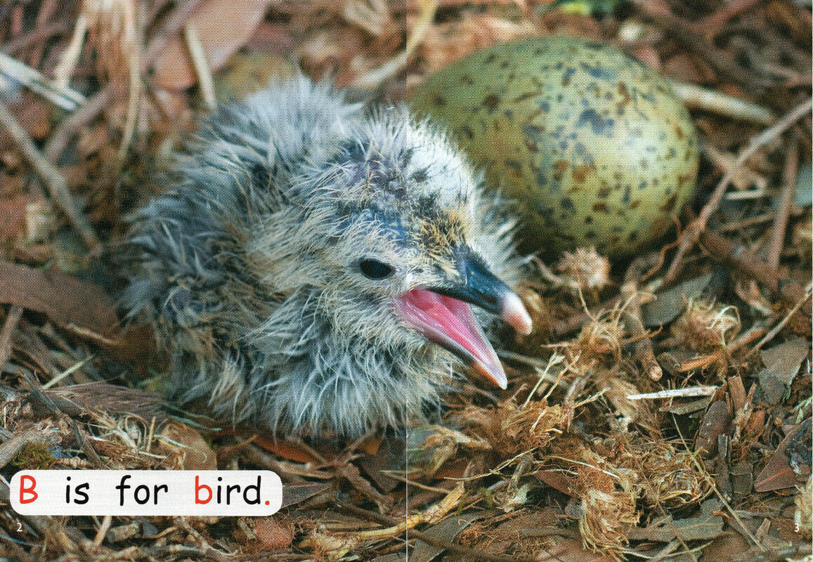 from eggs绘本故事第3页