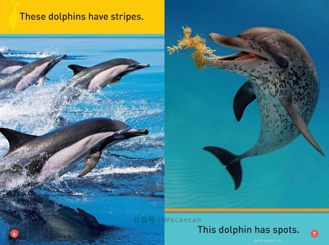Dive Dolphin绘本故事第5页
