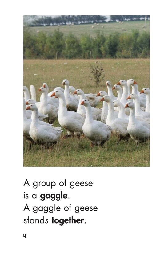 Gaggle,Herd,and Murder绘本故事第4页