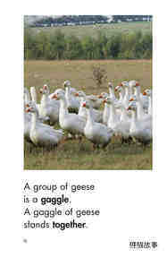 Gaggle,Herd,and Murder绘本故事第4页