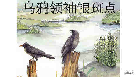 乌鸦领袖银斑点绘本故事第2页