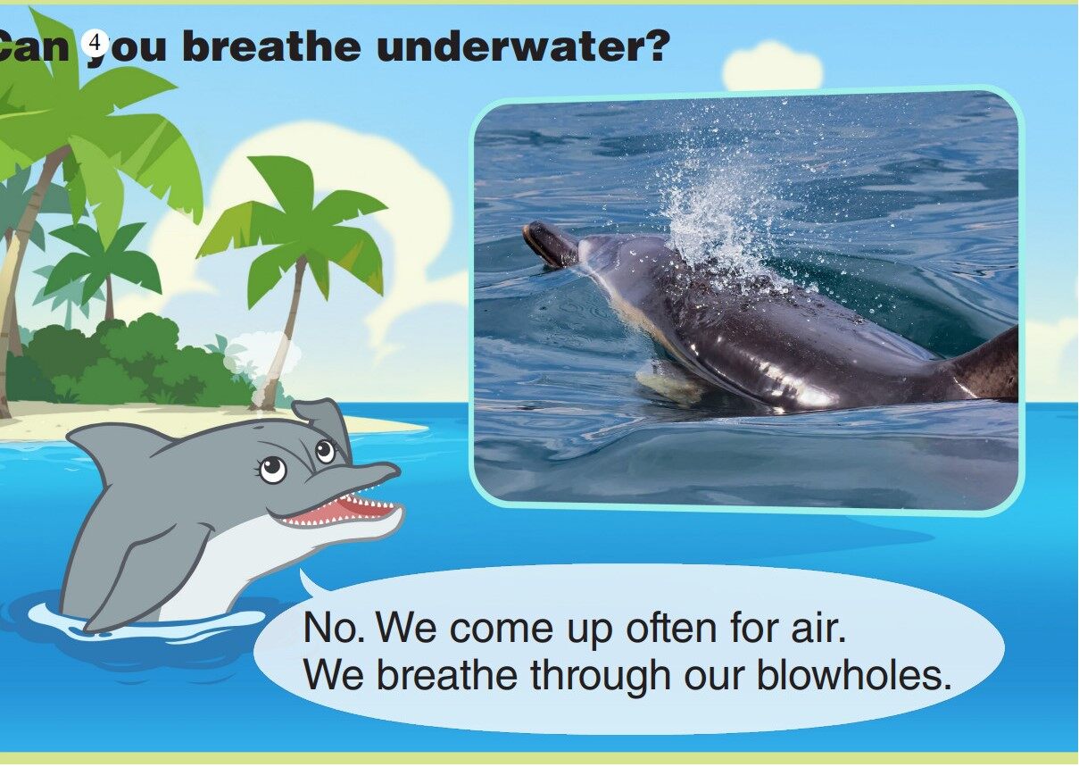 Bottlenose Dolphin绘本故事第5页