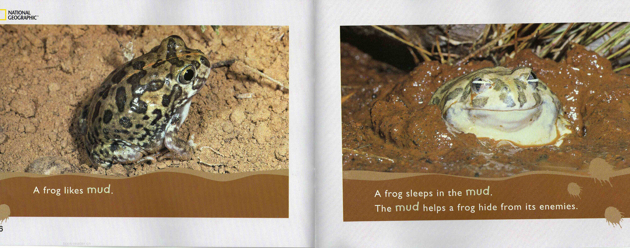 Mud,Mud,Mud绘本故事第5页