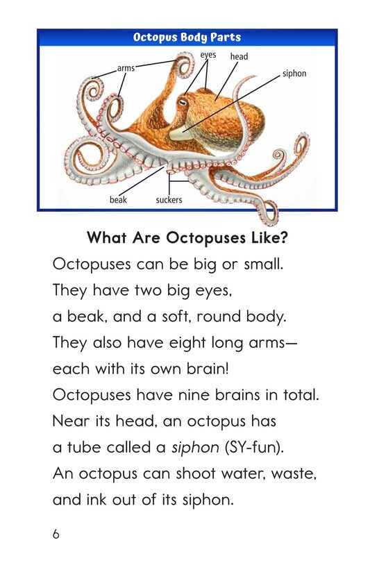 The Amazing Octopus绘本故事第5页