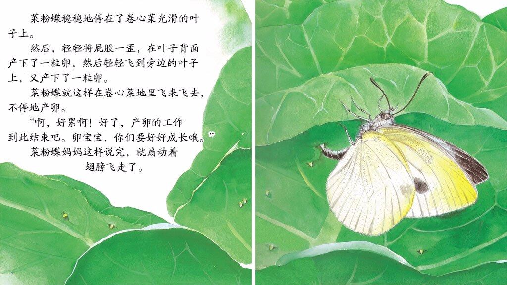 变身魔术师菜粉蝶绘本故事第5页