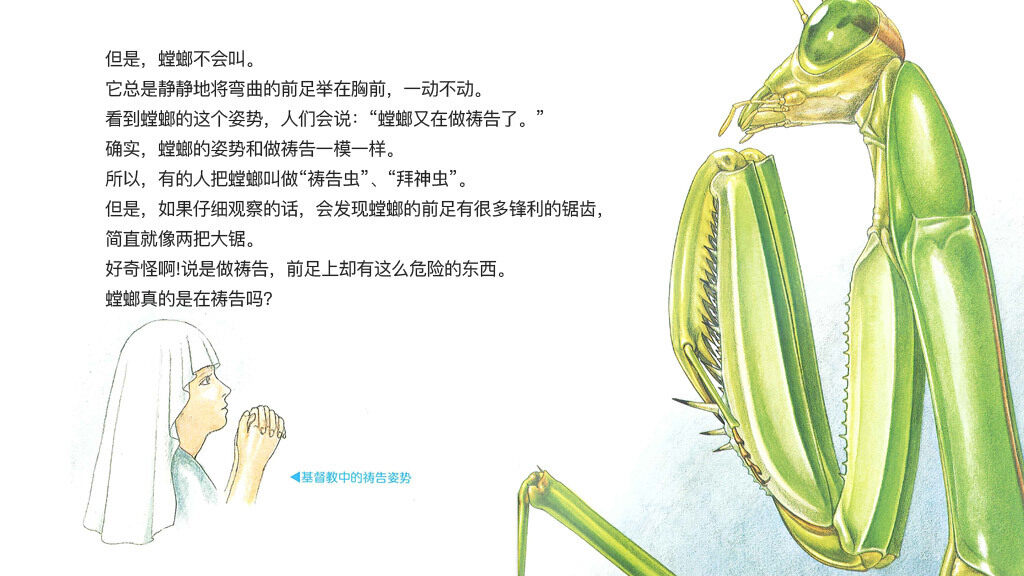 冷面剪刀手螳螂绘本故事第5页