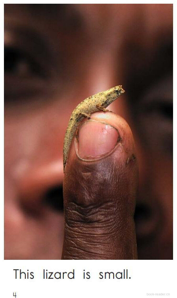 This Lizard绘本故事第4页