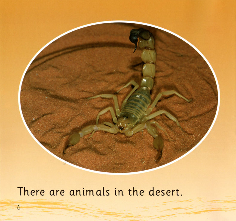 In the Desert绘本故事第5页