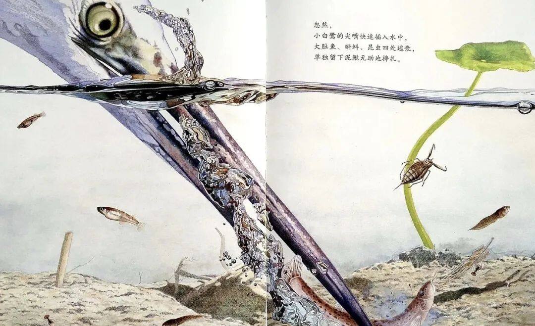 池上池下绘本故事第5页