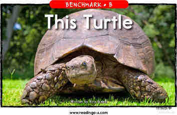 This Turtle	
