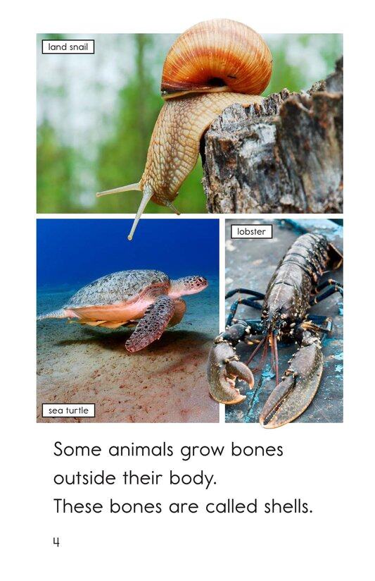 Seashells绘本故事第4页