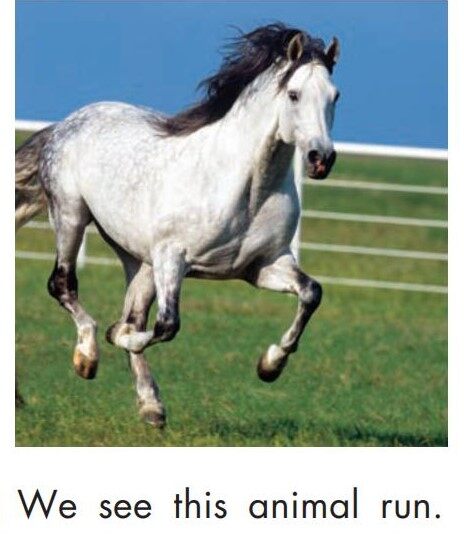 We see animals绘本故事第5页