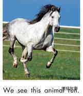 We see animals绘本故事第5页