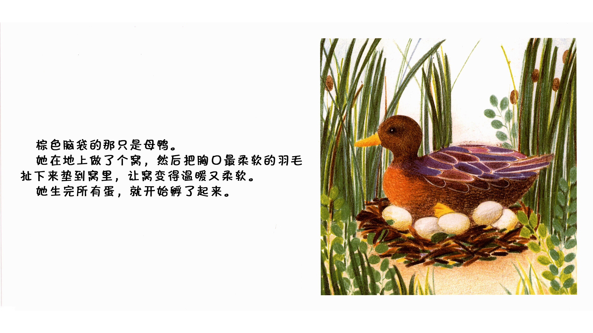野鸭绘本故事第5页