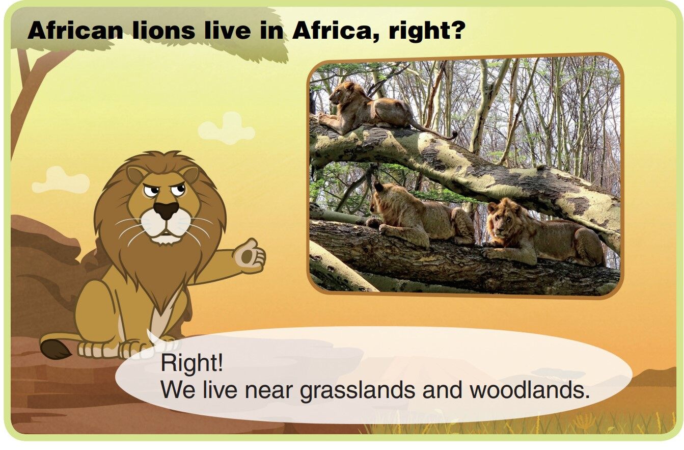 African Lion绘本故事第4页