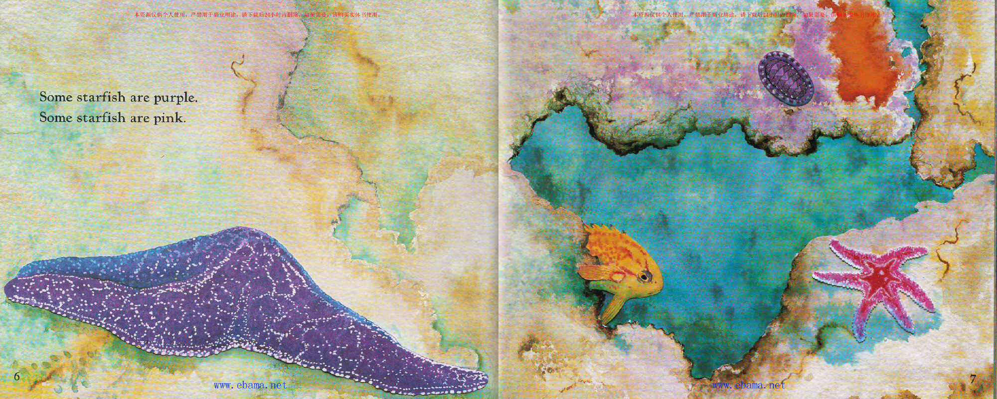 Starfish绘本故事第4页