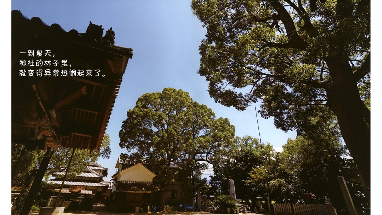 诞生了！蝉绘本故事第3页