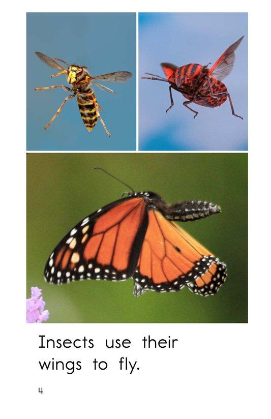 Insect Wings绘本故事第4页
