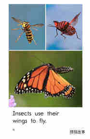 Insect Wings绘本故事第4页