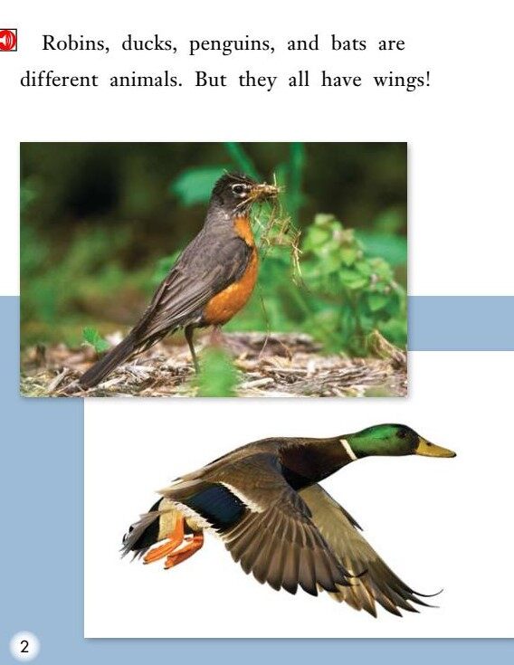Animals with Wings绘本故事第3页