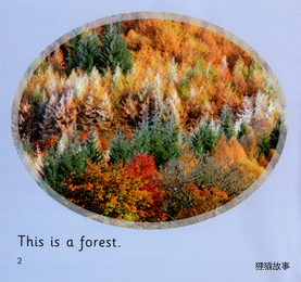 In the Forest绘本故事第3页