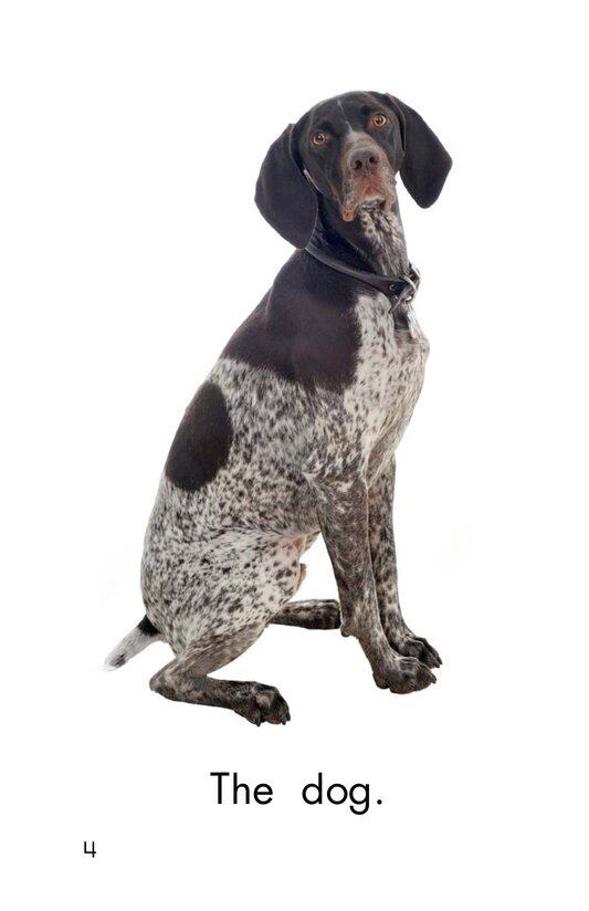 Pets绘本故事第4页