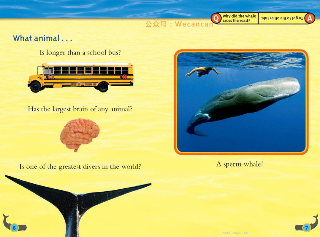 Whales绘本故事第4页