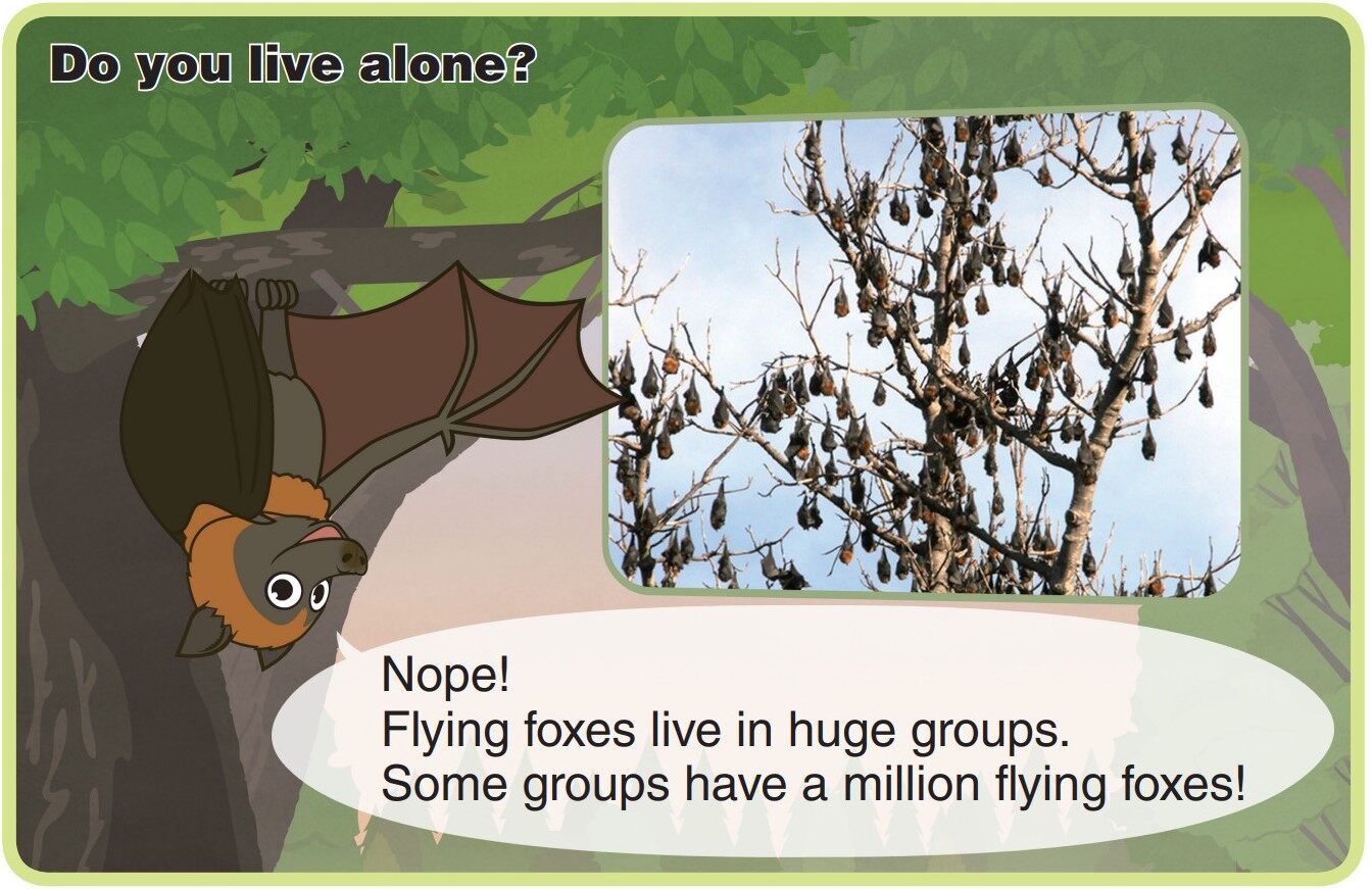 Flying Fox绘本故事第5页