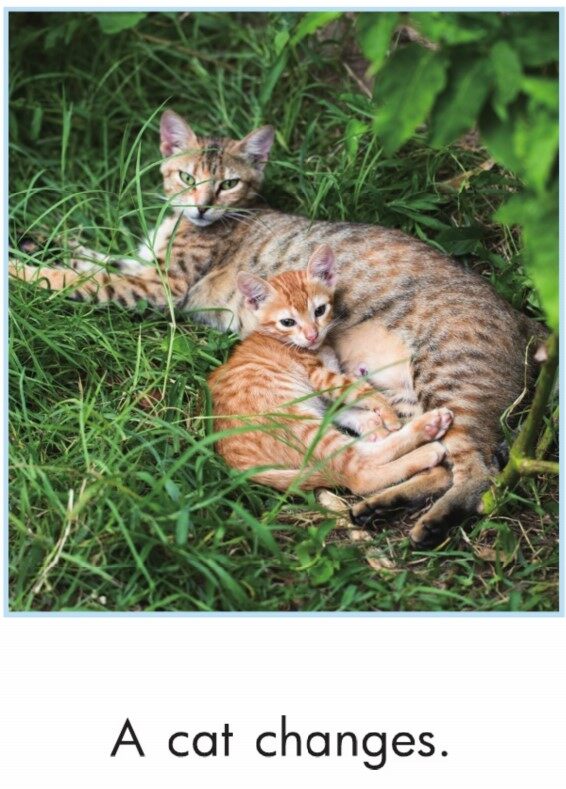 Animals Change绘本故事第4页