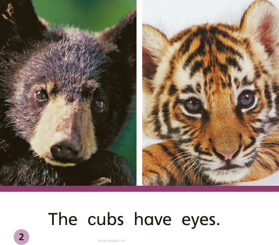 GK Approach U07W1 Two Cubs绘本故事第3页