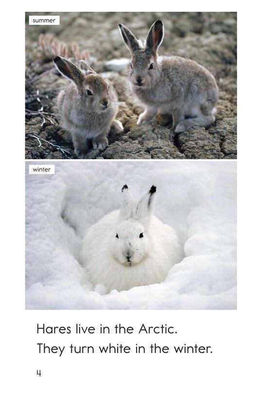 Arctic Animals绘本故事第4页