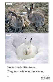 Arctic Animals绘本故事第4页