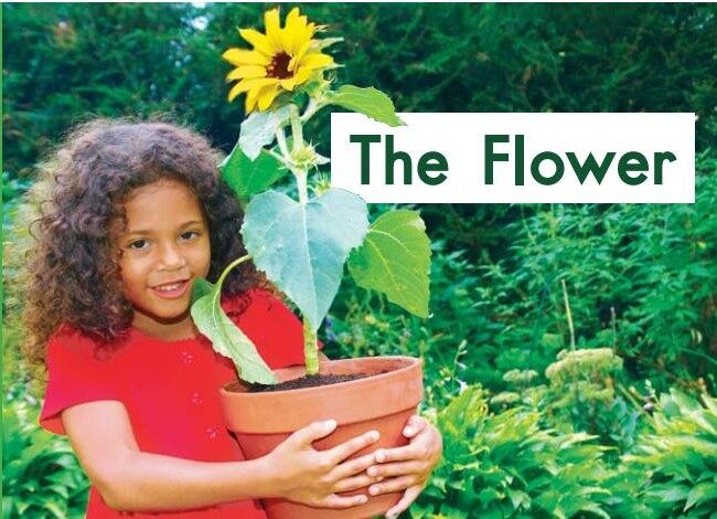 The flower绘本故事第2页